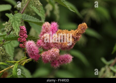 A pink spiraea salicifolia blossom. Stock Photo