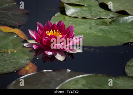 Close-up of a sacred violet color water lily (waterlily cultivar) hydrophilic herb blossom surrounded by floating lily pads. Stock Photo