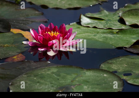 Close-up of a sacred violet-colored water lily (waterlily cultivar) hydrophilic herb blossom surrounded by floating lily pads. Stock Photo