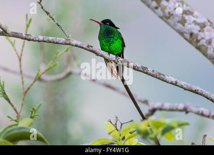A male Red-billed Streamertail hummingbird (Trochilus polytmus) perched on a branch. Jamaica, Caribbeans. Stock Photo