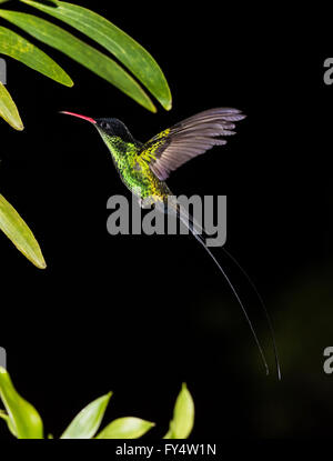 A male Red-billed Streamertail hummingbird (Trochilus polytmus) in flight. Jamaica, Caribbeans. Stock Photo