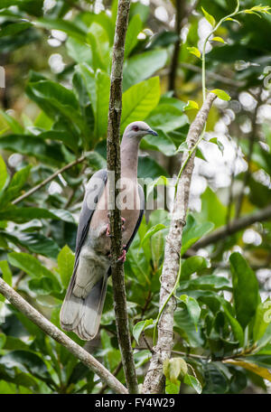 An endemic species Ring-tailed Pigeon (Patagioenas caribaea) perched on a branch in tropical forest. Jamaica, Caribbeans. Stock Photo