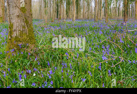 Common Bluebells (Hyacinthoides non-scripta) growing in woodland in Spring in West Sussex, England, UK. Stock Photo