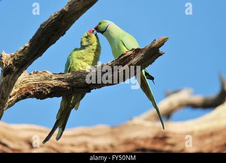 2 green ring-tailed parakeets birds on branch kissing affectionately stock photo, stock, photograph, image, picture Stock Photo