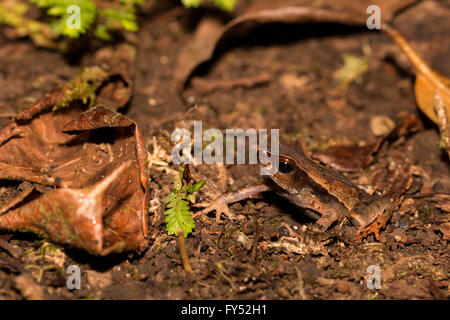 Litter Toad - Rhaebo haematiticus Stock Photo