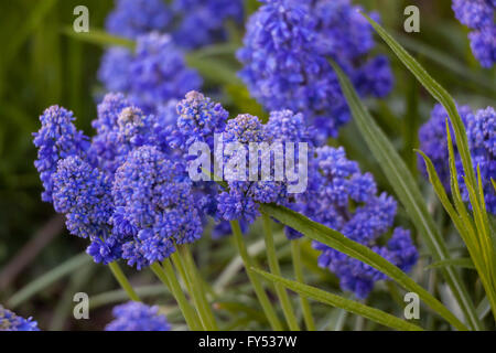 Muscari armeniacum Blue Spike Grape hyacinth