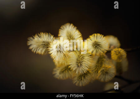 Spring branch of Fluffy Willow with buds and little bee sitting on one of them Stock Photo