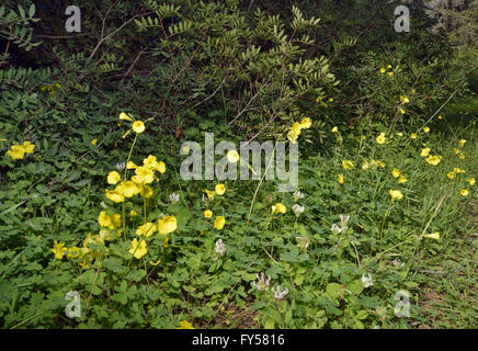 Flower and leaves of Oxalis pes-caprae. Keoladeo Ghana National Park.  Bharatpur. Rajasthan. India Stock Photo - Alamy