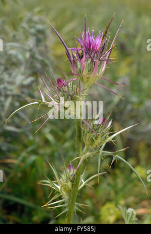 Syrian Thistle - Notobasis syriaca Purple Mediterranean Wild Flower Stock Photo