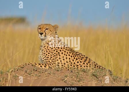 Cheetah (Acinonyx jubatus) looking out while sitting on a termite mound, grasslands of Masai Mara in Kenya Stock Photo