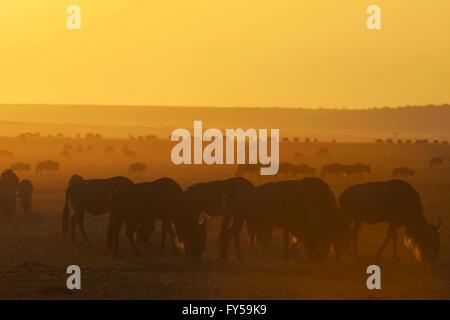 Blue Wildebeests (Connochaetes taurinus), herds at sunset during the great annual migration in the grasslands, Masai Mara, Kenia Stock Photo