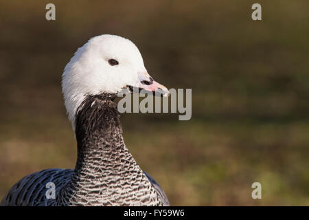 Emperor goose (Chen canagica), Nature Reserve WWT Llanelli Wetland Centre, Wales, Great Britain Stock Photo