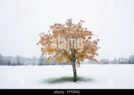 Sycamore, Sycamore Maple (Acer pseudoplatanus) with autumn leaves with first snow of the winter, Aberfeldy, Perth and Kinross Stock Photo