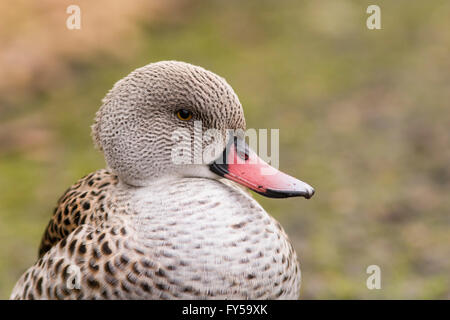 Cape Teal (Anas capensis), Slimbridge Wetlands Centre, Gloucestershire, UK Stock Photo