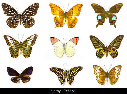 Butterfly Collection, Butterfly specimens in the laboratory Stock Photo