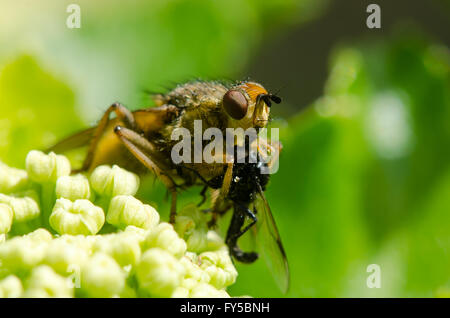 Yellow dung fly (Scathophaga stercoraria), feeding on small insect in order Diptera, sitting on Alexanders (Smyrnium olusatrum) Stock Photo