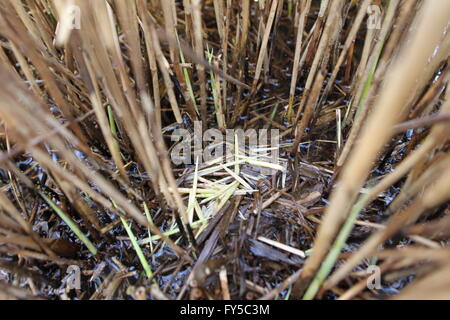 Water Vole Arvicola amphibius evidence Stock Photo