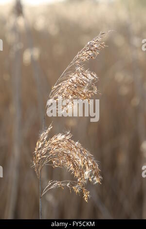 Common Reed Phragmites australis Stock Photo