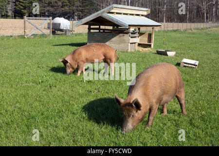 Organically raised free range Tamworth pigs graze on pasture grass on a small farm. Stock Photo