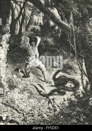 Victorian engraving of a Boa constrictor snake attacking a wild boar ...