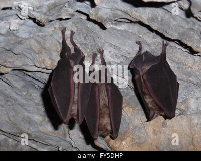 Greater Horseshoe Bat - Rhinolophus ferrumequinum Stock Photo