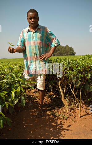 Man showing tea leaves in a tea plantation in the area of Thyolo, Southern Region, Malawi Stock Photo