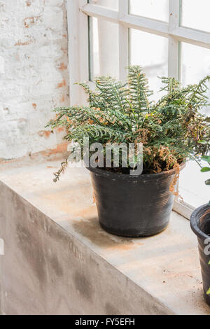 jardiniere on table Stock Photo