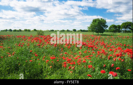 Field of red carnation poppies (French Flounce or Peony Poppy) blooming in Texas spring Stock Photo