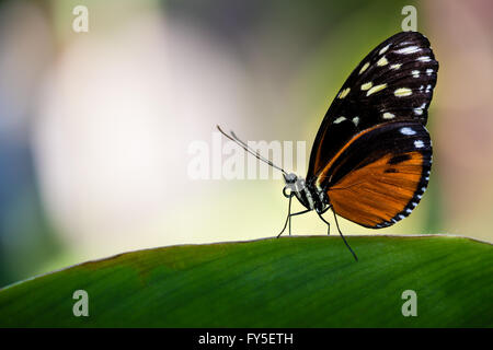 Tiger Longwing butterfly (Heliconius hecale), aka Golden Helicon, perched on a leaf Stock Photo