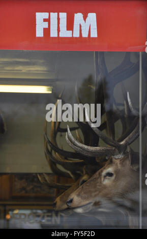 Film Sign on Window and Deer Heads Stock Photo