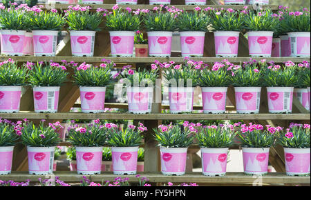 Dianthus caryophyllus 'Pink Kisses' flowers in pots on a garden center display. UK Stock Photo