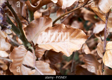 Old dry golden leaves of a Beech tree (Fagus sylvatica) with new leaf buds developing on new woody growth. Stock Photo