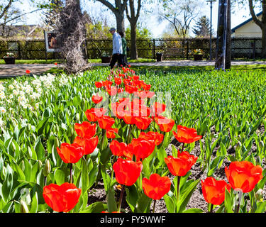Britzer Garten, Neukölln, Berlin, Germany. 21st April 2016. Berliners, drawn outdoors by the warmer weather, visit the 90 hectare park. The main attraction in Spring is the 'Tulipan' show, a display of 500,000 tulips. Visitors  enjoyed the formal flower beds, wilder parkland areas, lakes, fountains, sculptures and restaurants. The park is also home to the largest sundial in Europe, a wonderful children's play ground and a miniature train. Eden Breitz/ Alamy Live News Stock Photo