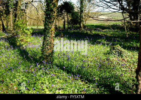 Tottenham Wood, Salisbury Plain, Wiltshire, UK. 20th April, 2016.Bluebells in flower.