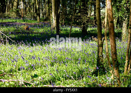 Tottenham Wood, Salisbury Plain, Wiltshire, UK. 20th April, 2016. Bluebells in flower.