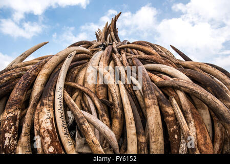 Nairobi, Kenya. 22nd April, 2016. Elephant tusks piled in Nairobi National park as workers from the Kenya Wildlife Service (KWS) build pyres in preparation of Kenya's historic ivory burn. Kenya. Credit:  Alissa Everett/Alamy Live News Stock Photo