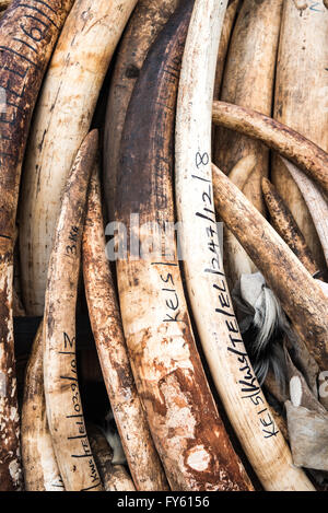 Nairobi, Kenya. 22nd April, 2016. Piles of elephant tusks piled in preparation of Kenya's historic burn of 105 tons of ivory. Nairobi, Kenya Credit:  Alissa Everett/Alamy Live News Stock Photo