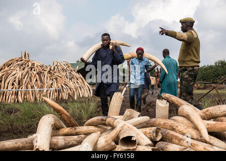 Nairobi, Kenya. 22nd April, 2016. Workers carry elephant tusks to funeral pyres in preparation of Kenya's historic burn of 105 tons of ivory in Nairobi National Park. Nairobi, Kenya Credit:  Alissa Everett/Alamy Live News Stock Photo