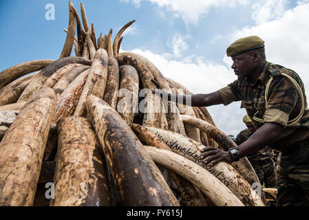 Nairobi, Kenya. 22nd April, 2016. Workers from the Kenya Wildlife Service (KWS) carry elephant tusks from shipping containers full of ivory transported from around the country, as they stack it into pyres in Nairobi National Park, Kenya. Credit:  Alissa Everett/Alamy Live News Stock Photo