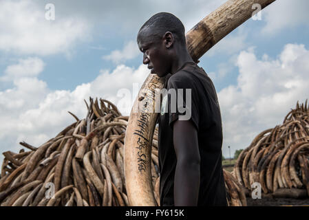 Nairobi, Kenya. 22nd April, 2016. Workers from the Kenya Wildlife Service (KWS) carry elephant tusks from shipping containers full of ivory transported from around the country, as they stack it into pyres in Nairobi National Park, Kenya. Credit:  Alissa Everett/Alamy Live News Stock Photo