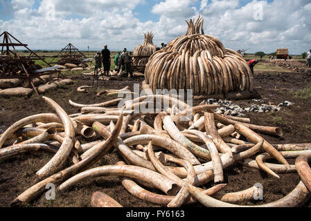 Nairobi, Kenya. 22nd April, 2016. Elephant tusks lay scattered in Nairobi National park as workers from the Kenya Wildlife Service (KWS) build pyres in preparation of Kenya's historic ivory burn. Kenya. Credit:  Alissa Everett/Alamy Live News Stock Photo