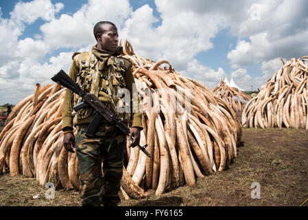 Nairobi, Kenya. 22nd April, 2016. Guards from the Kenya Wildlife Service (KWS) protect pyres of elephant tusks  in Nairobi National Park in preparation of Kenya's historic ivory burn. Nairobi, Kenya Credit:  Alissa Everett/Alamy Live News Stock Photo