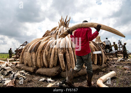 Nairobi, Kenya. 22nd April, 2016. Workers from the Kenya Wildlife Service (KWS) carry elephant tusks from shipping containers full of ivory transported from around the country, as they stack it into pyres in Nairobi National Park, Kenya. Credit:  Alissa Everett/Alamy Live News Stock Photo