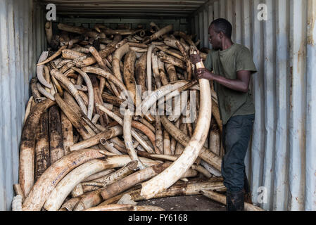 Nairobi, Kenya. 22nd April, 2016. Workers from the Kenya Wildlife Service (KWS) pull elephant tusks from shipping containers full of ivory transported from around the country, as they stack it into pyres in Nairobi National Park, Kenya. Credit:  Alissa Everett/Alamy Live News Stock Photo