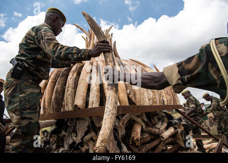 Nairobi, Kenya. 22nd April, 2016. Workers from the Kenya Wildlife Service (KWS) carry elephant tusks from shipping containers full of ivory transported from around the country, as they stack it into pyres in Nairobi National Park, Kenya. Credit:  Alissa Everett/Alamy Live News Stock Photo