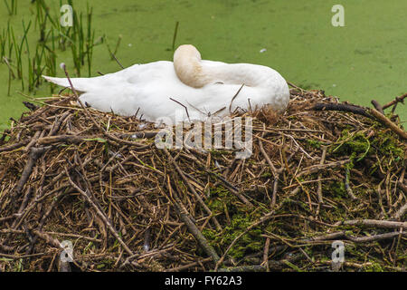 Oakham, Rutland, UK, 22nd April, 2016. Swans nesting on a canal near to ...