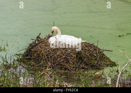 Oakham, Rutland, UK, 22nd April, 2016. Swans nesting on a canal near to ...