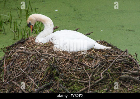 Oakham, Rutland, UK, 22nd April, 2016. Swans nesting on a canal near to ...