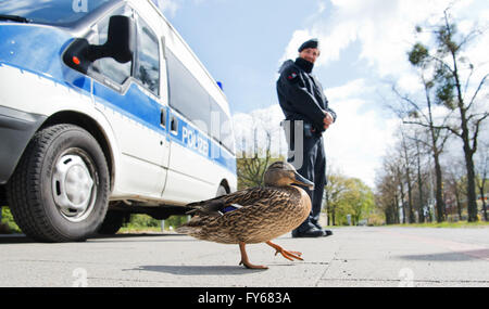Hanover, Germany. 23rd Apr, 2016. A duck walking past the security zone around Herrenhausen castle in Hanover, Germany, 23 April 2016. The world's biggest industry fair Hanover Messe will be opened on 24 April by US-President Obama. This year's partnering country of the fair are the United States of America. PHOTO: JULIAN STRATENSCHULTE/dpa/Alamy Live News Stock Photo