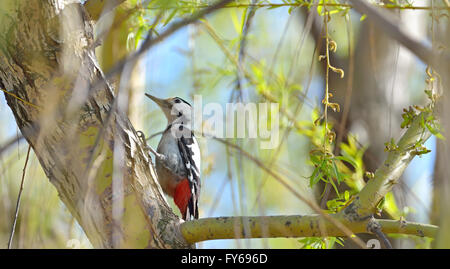 Great Spotted Woodpecker in spring forest Stock Photo